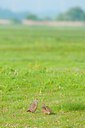 BUITEN BEELD Foto: 92422