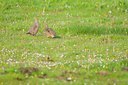 BUITEN BEELD Foto: 92424