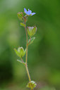 BUITEN BEELD Foto: 92437