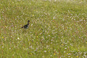 BUITEN BEELD Foto: 92482