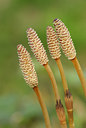 BUITEN BEELD Foto: 92557