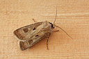 BUITEN BEELD Foto: 92573