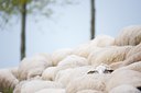 BUITEN BEELD Foto: 92654