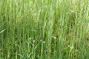 BUITEN BEELD Foto: 92682