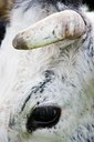 BUITEN BEELD Foto: 92690