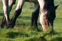 BUITEN BEELD Foto: 92699