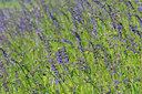 BUITEN BEELD Foto: 92751