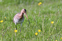 BUITEN BEELD Foto: 92807
