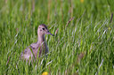 BUITEN BEELD Foto: 92808