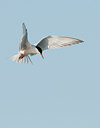 BUITEN BEELD Foto: 92814