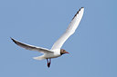 BUITEN BEELD Foto: 93054