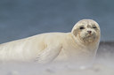 BUITEN BEELD Foto: 93119