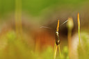 BUITEN BEELD Foto: 93230