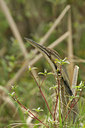 BUITEN BEELD Foto: 93241