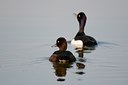 BUITEN BEELD Foto: 93333