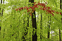 BUITEN BEELD Foto: 93380