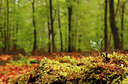 BUITEN BEELD Foto: 93385