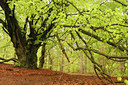 BUITEN BEELD Foto: 93388