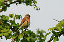 BUITEN BEELD Foto: 93454