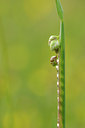 BUITEN BEELD Foto: 93512