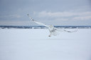 BUITEN BEELD Foto: 93564