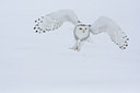 BUITEN BEELD Foto: 93568