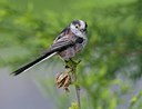 BUITEN BEELD Foto: 93631