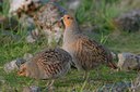 BUITEN BEELD Foto: 93749