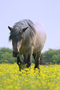 BUITEN BEELD Foto: 93813