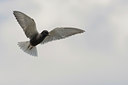 BUITEN BEELD Foto: 93900