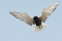 BUITEN BEELD Foto: 93901