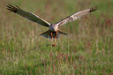 BUITEN BEELD Foto: 93907