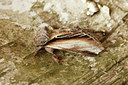 BUITEN BEELD Foto: 93984