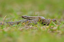 BUITEN BEELD Foto: 94148