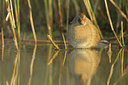 BUITEN BEELD Foto: 94222