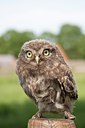 BUITEN BEELD Foto: 94270