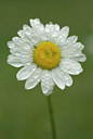 BUITEN BEELD Foto: 94306
