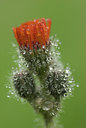 BUITEN BEELD Foto: 94324