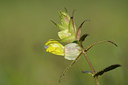 BUITEN BEELD Foto: 94341