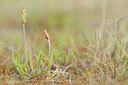 BUITEN BEELD Foto: 94354