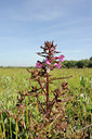 BUITEN BEELD Foto: 94359