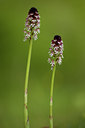 BUITEN BEELD Foto: 94531