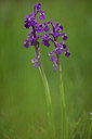 BUITEN BEELD Foto: 94534