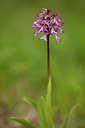 BUITEN BEELD Foto: 94542