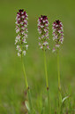 BUITEN BEELD Foto: 94545