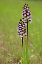 BUITEN BEELD Foto: 94553