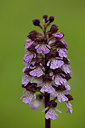 BUITEN BEELD Foto: 94567