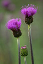 BUITEN BEELD Foto: 94617