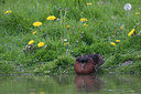 BUITEN BEELD Foto: 94639