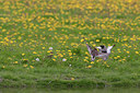 BUITEN BEELD Foto: 94640